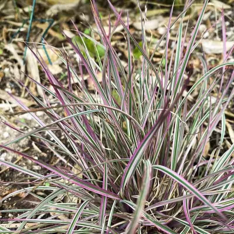 Schizachyrium scoparium Chameleon Sakal Otu Fidesi