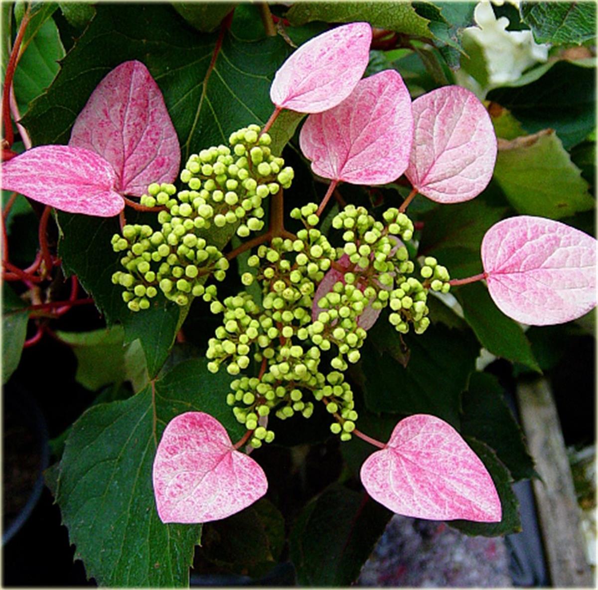 Schizophragma hydr. Roseum Kırmızı Japon sarmaşık ortanca fidanı