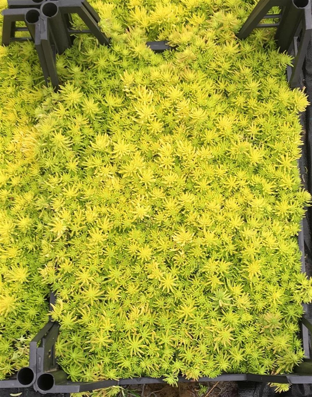 Sedum Altın sarısı Dam koruğu fidesi