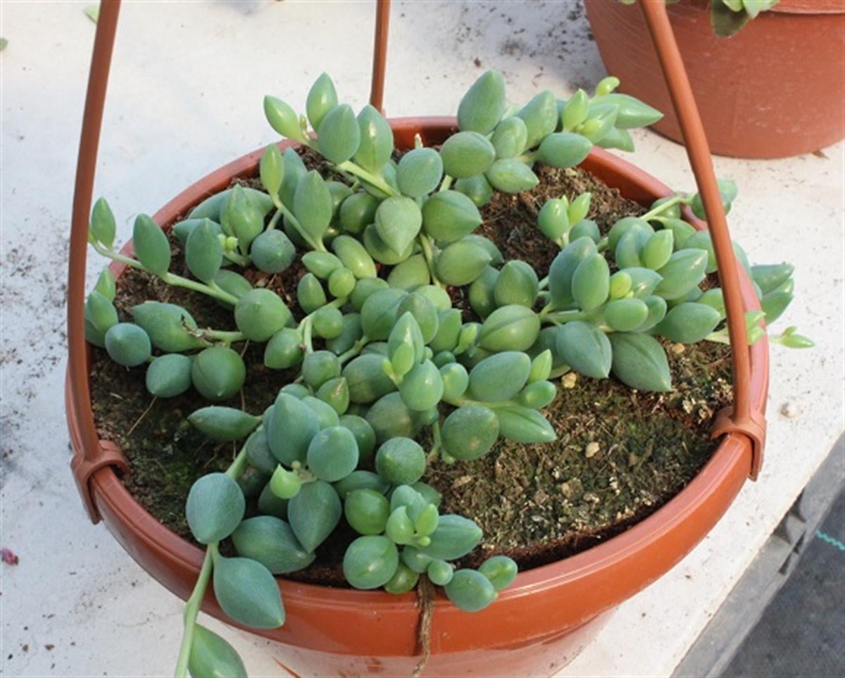 Senecio rowleyanus Tesbih Çiçeği