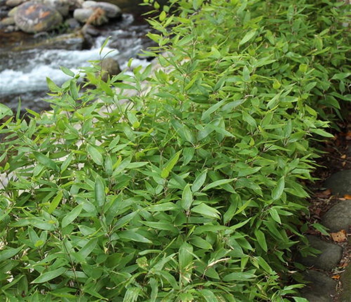 Shibataea kumasasa Ruscus Bambu fidanı