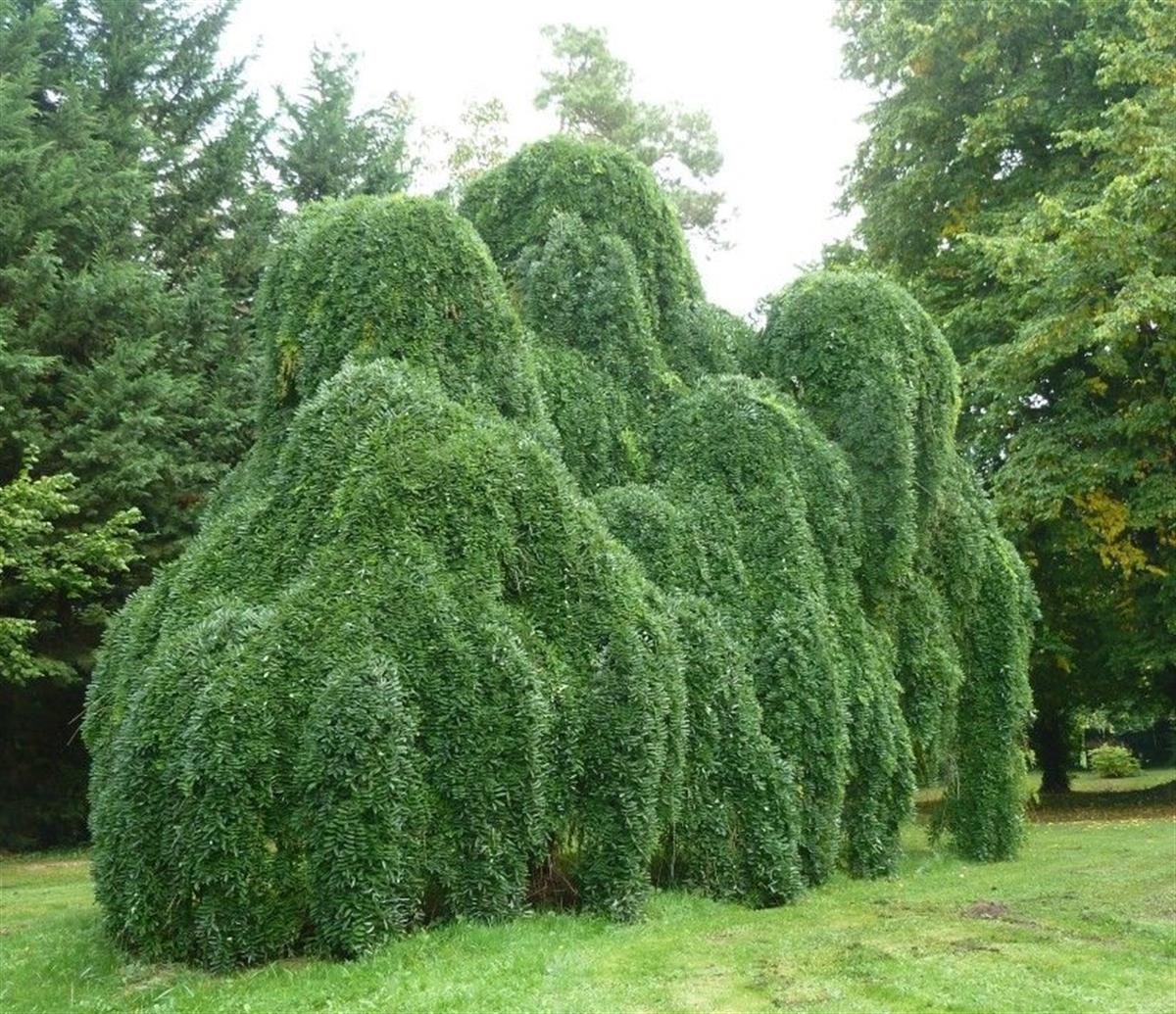 Sophora japonica pendula Ters Aşılı Sofora fidanı