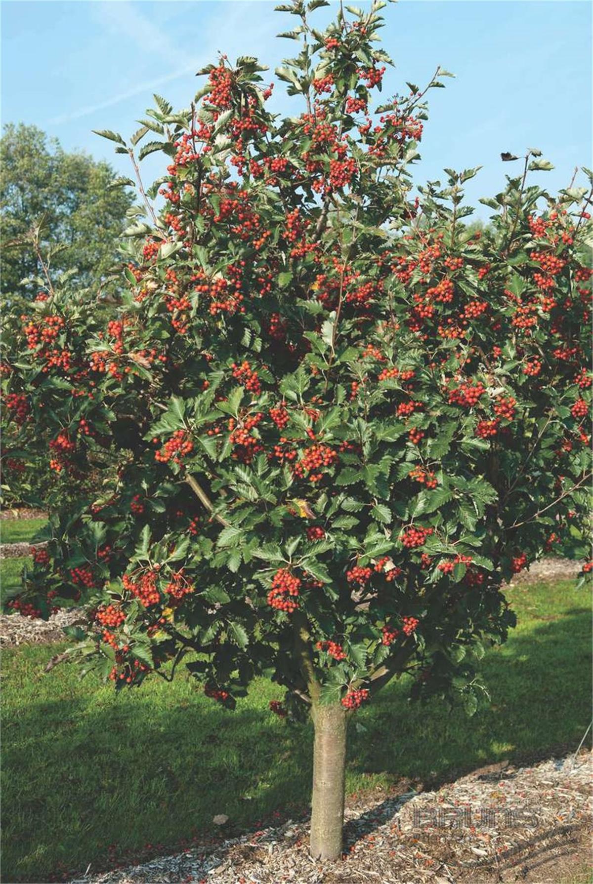 Sorbus intermedia İsveç üvez fidanı