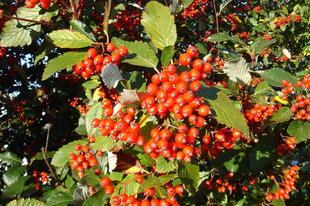 Sorbus mougeotii ÜVEZ fidanı - 40-60 cm