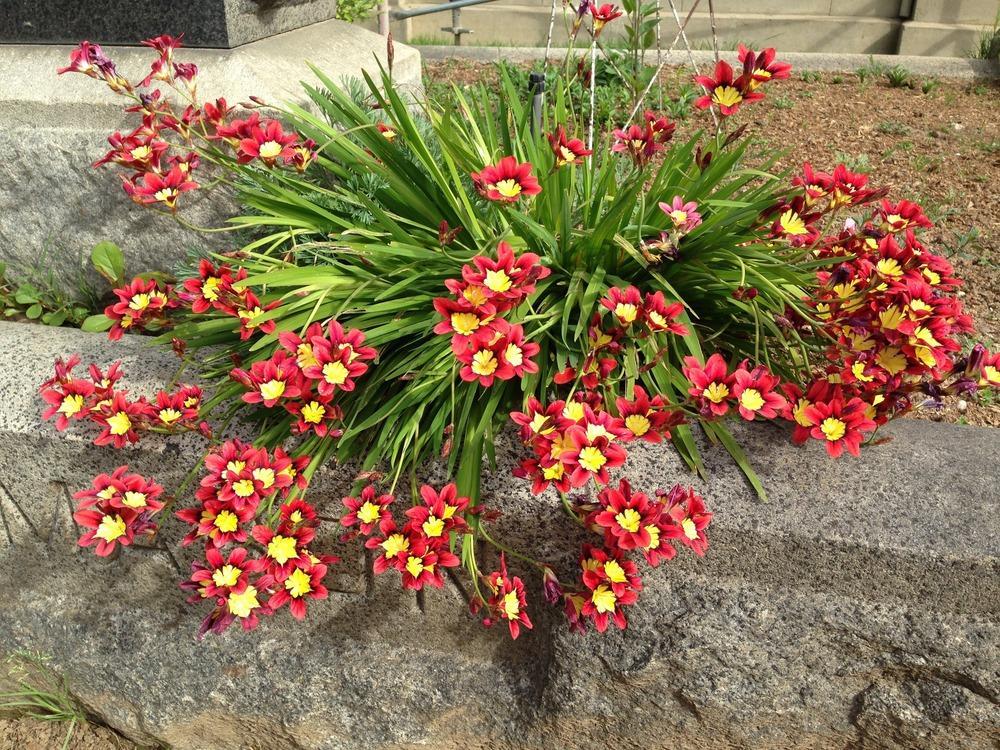 Sparaxis tricolor Gökkuşağı Çiçeği