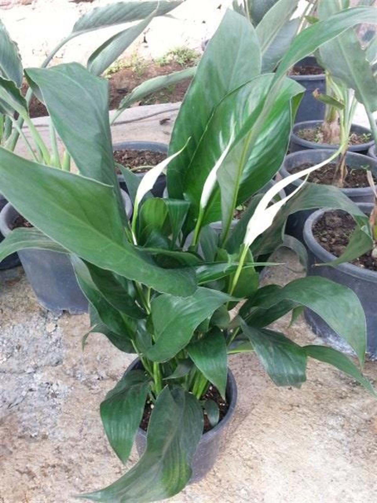 Spathiphyllum Barış Çiçeği