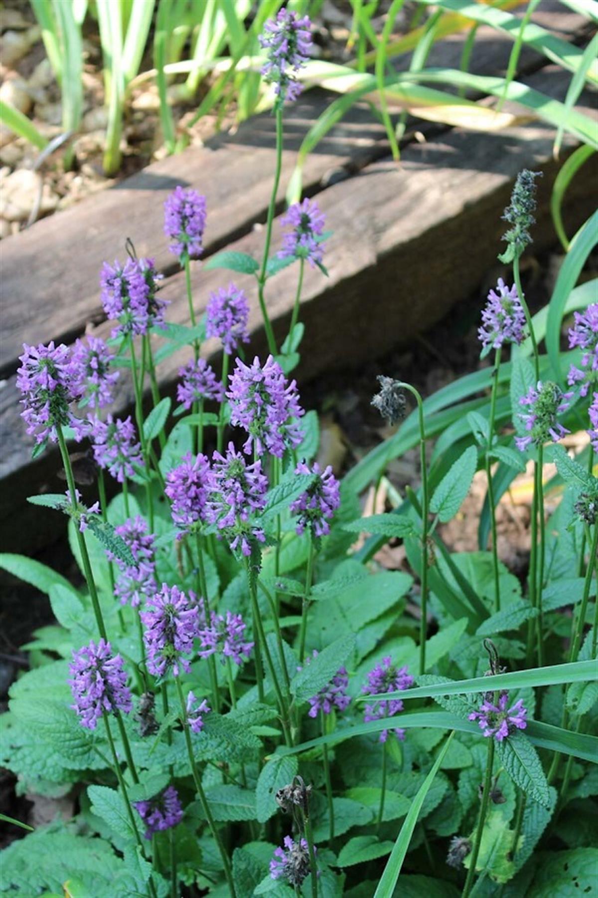Stachys monieri Hummelo
