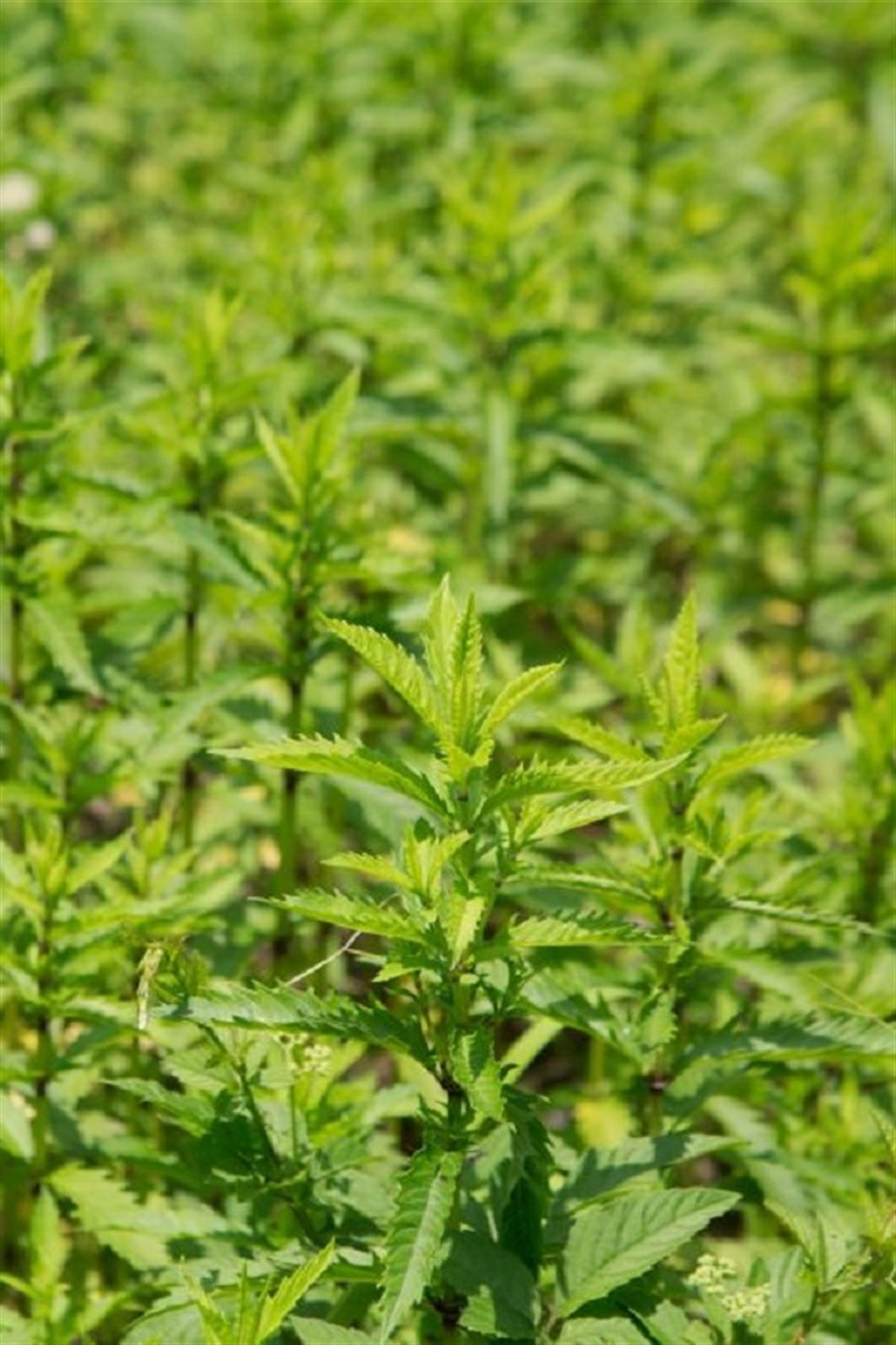 Stachys Sieboldi Conito
