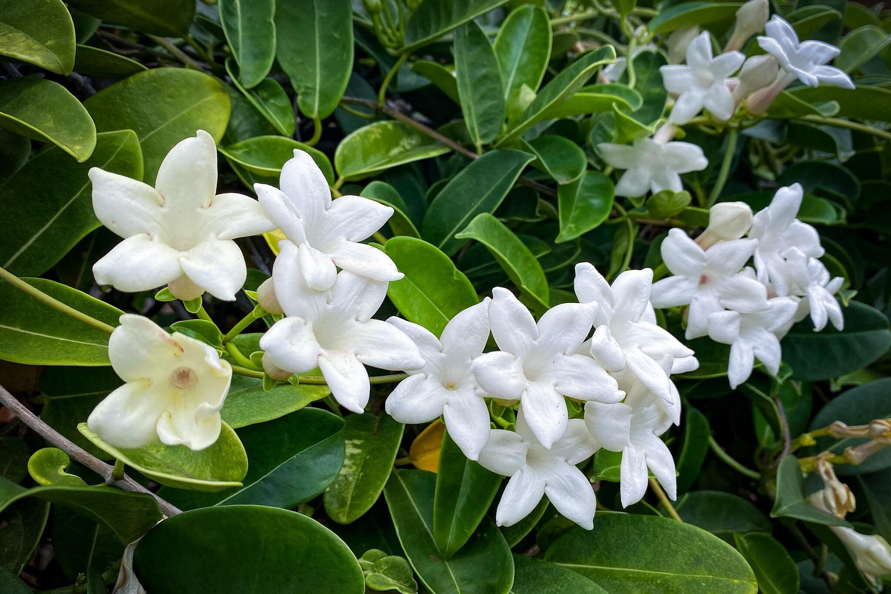Stephanotis floribunda Madagaskar Yasemini fidanı