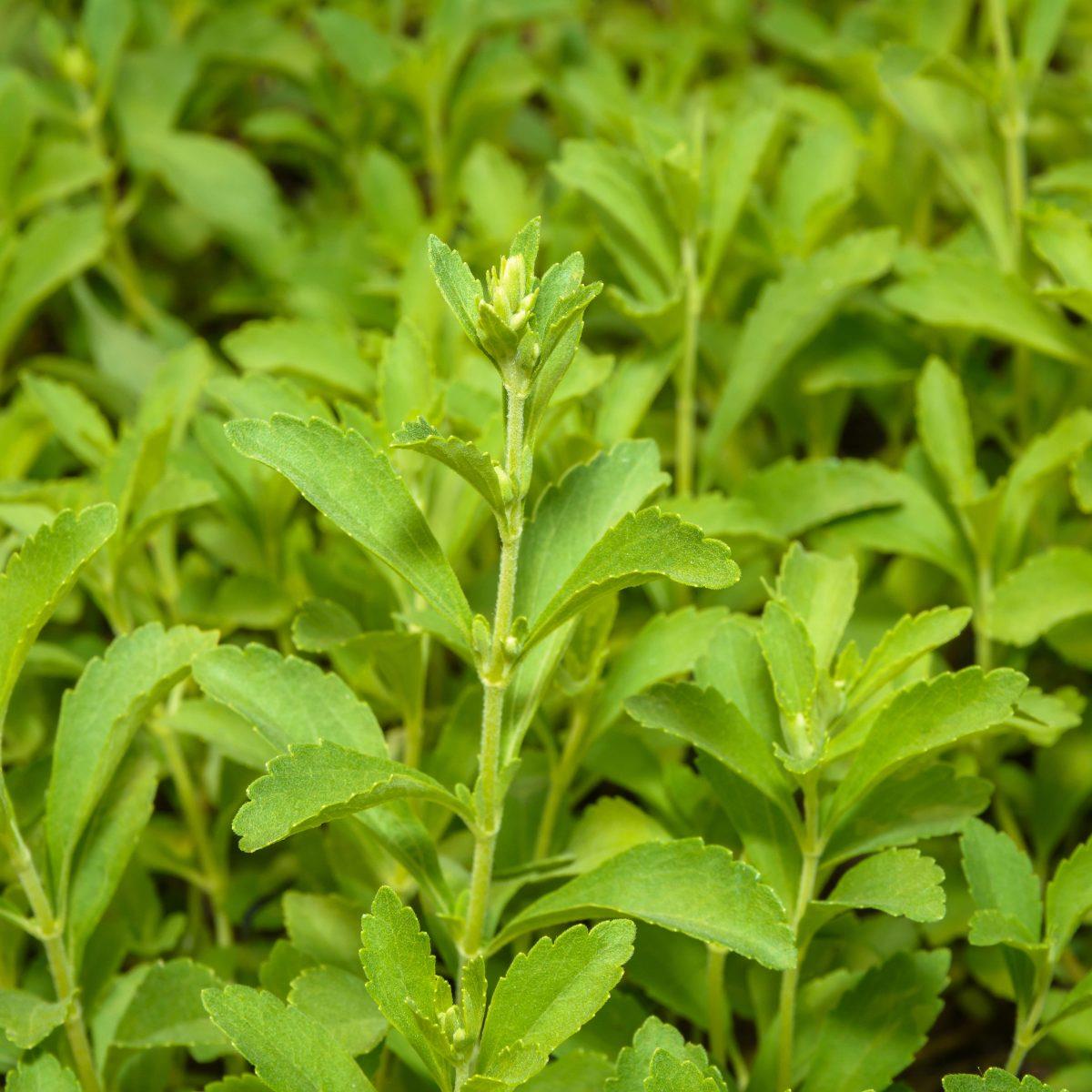 Stevia rebaudiana Şeker Otu fidesi