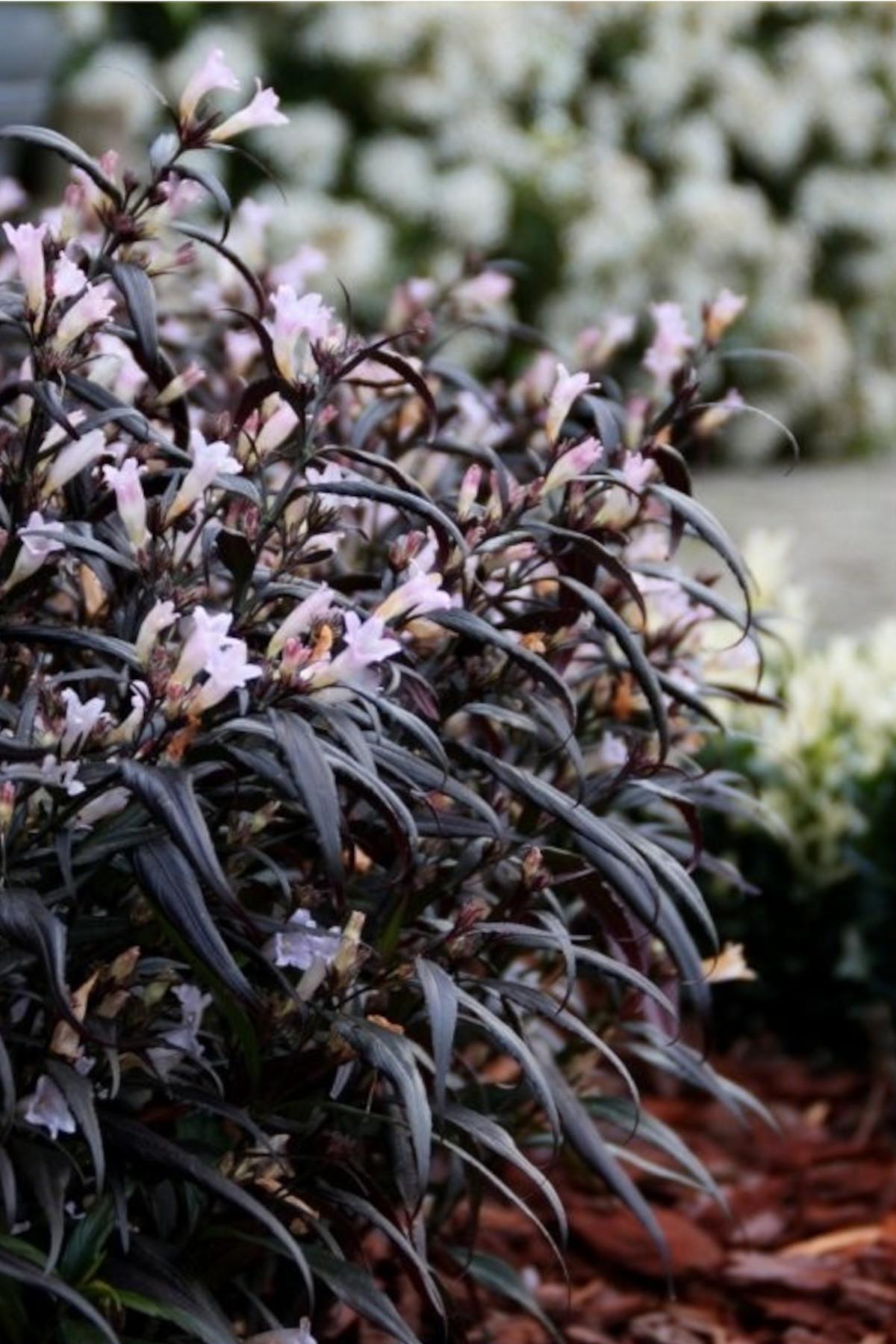 Strobilanthes anisophyllus brunetthy Yarı Bodur Meksika Petunyası fidesi