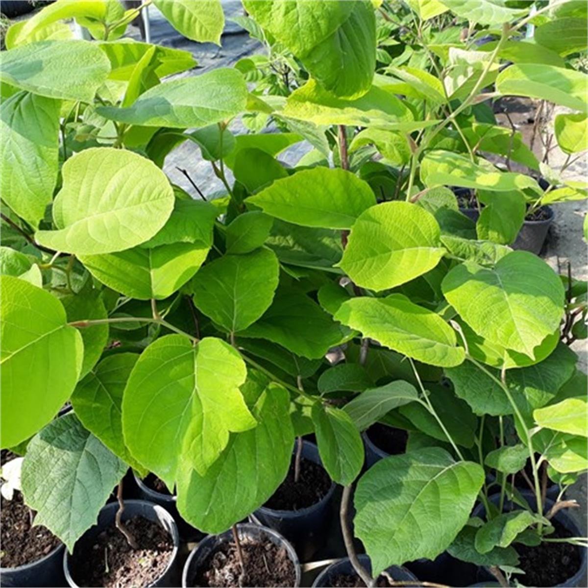 Styrax obassia kar çanı storax fidanı
