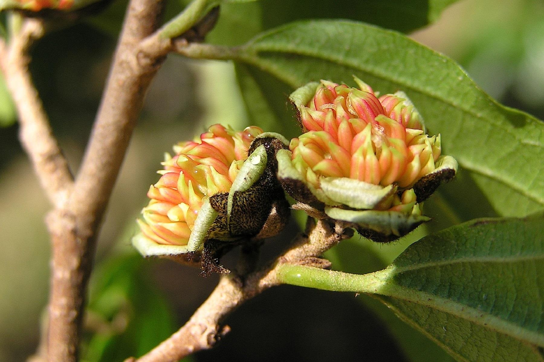 Sycoparrotia semidecidua