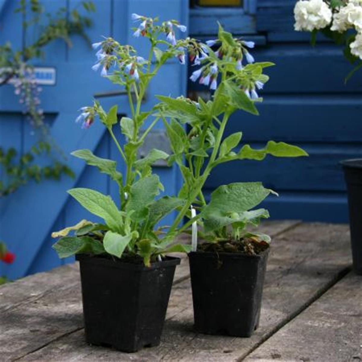 Symphytum azureum mavi Karakafes otu fidesi