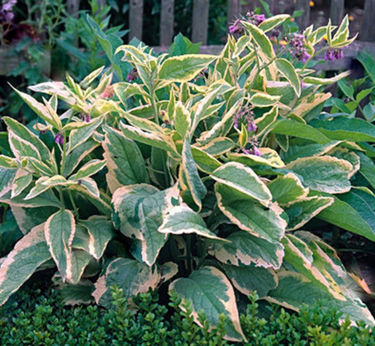 Symphytum grandiflorum Goldsmith alacalı Karakafes otu