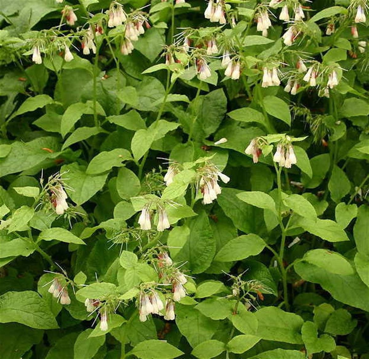Symphytum grandiflorum Sarımsı-beyaz Karakafes otu fidesi