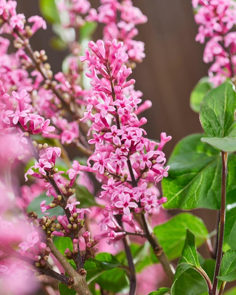 Syringa microphylla Little Rosie Leylak fidanı