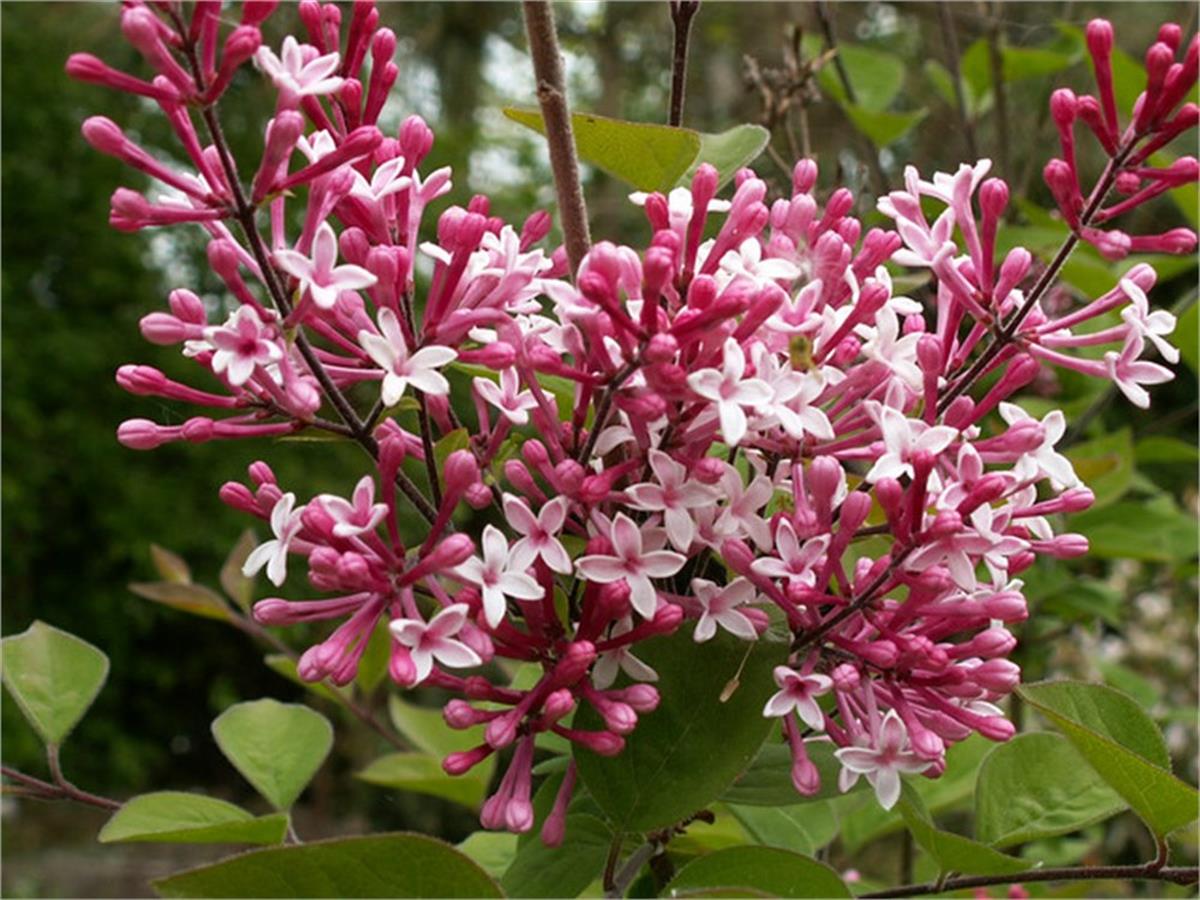 Syringa microphylla Superba Leylak fidanı