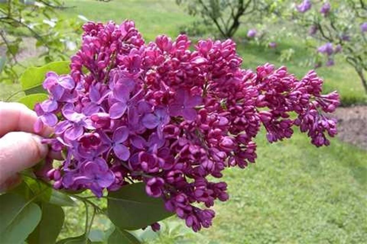 Syringa v. Znamya Lenyna Leylak fidanı