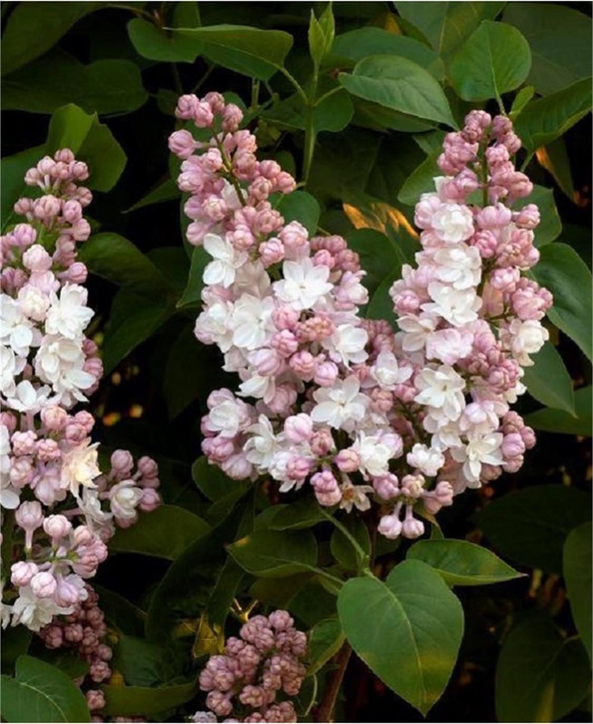 Syringa vulgaris Belle de moscou Katlı beyaz-şeker pembe leylak fidanı