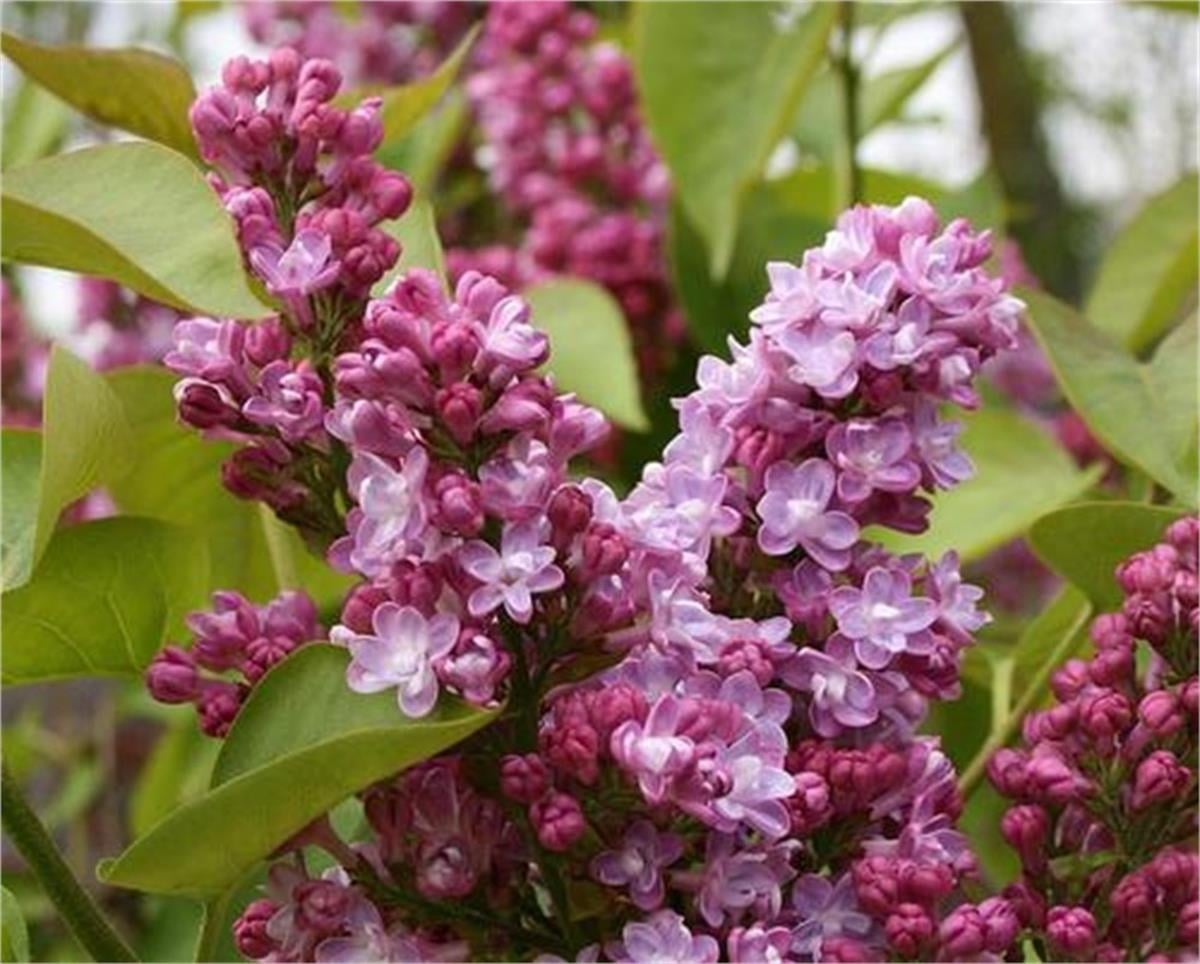 Syringa vulgaris Belle de nancy duble Fransız leylak fidanı