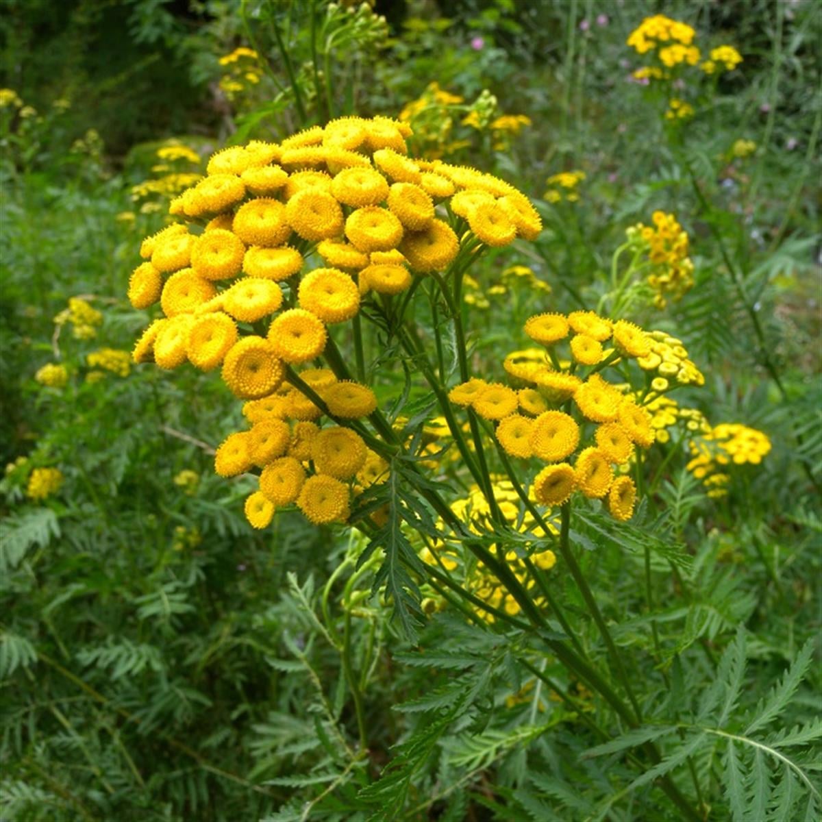 Tanacetum vulgare Solucan Otu fidesi