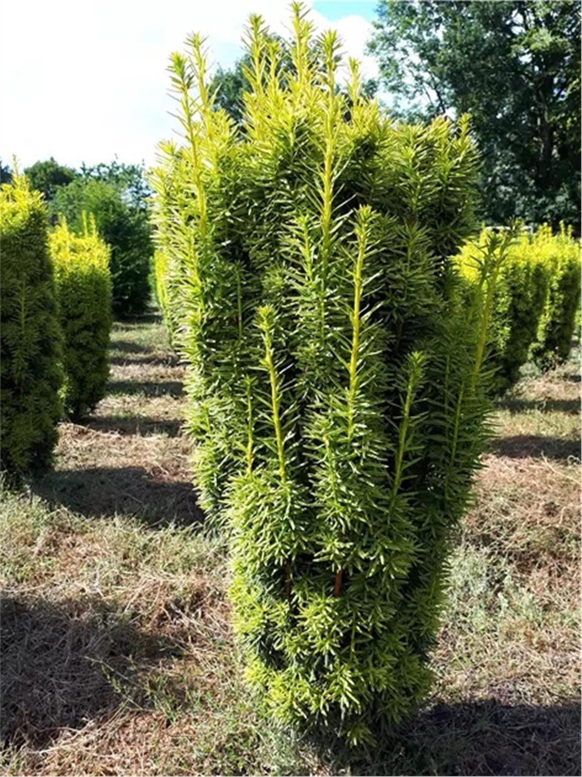 Taxus baccata David Porsuk fidanı