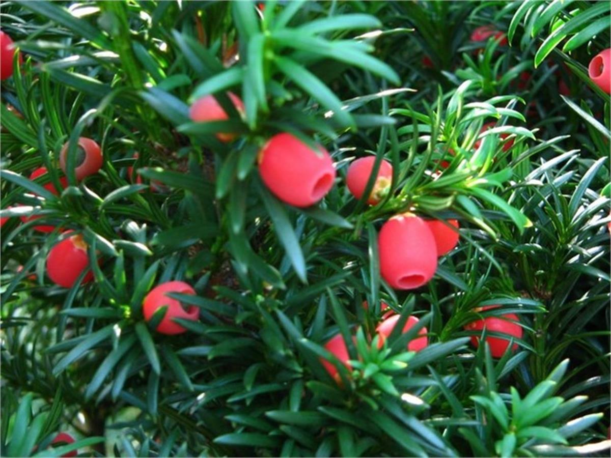 Taxus baccata Porsuk fidanı