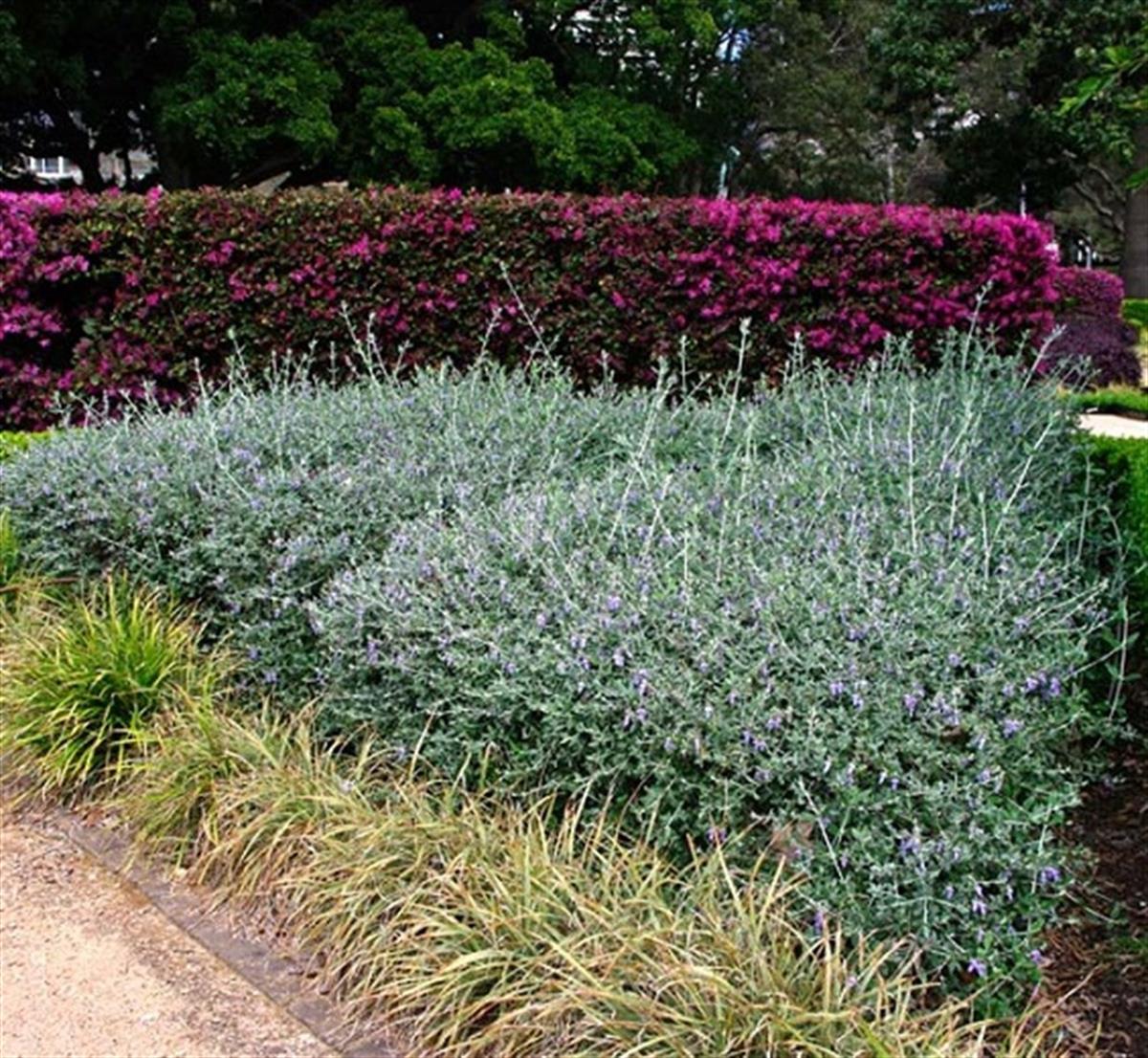 Teucrium fruticans Zeytin çalısı fidanı