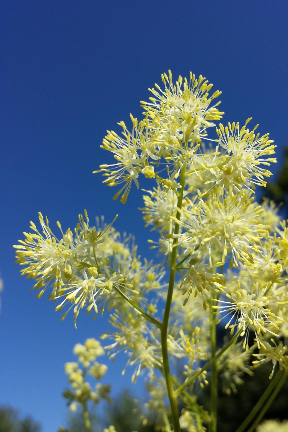 Thalictrum lucidum Parlak Çayır Sedefi fidesi