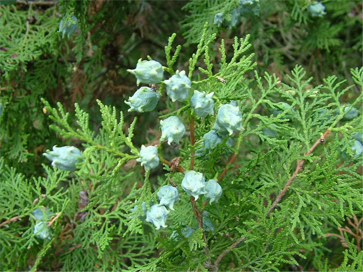 Thuja orientalis Piramit Mazı fidanı
