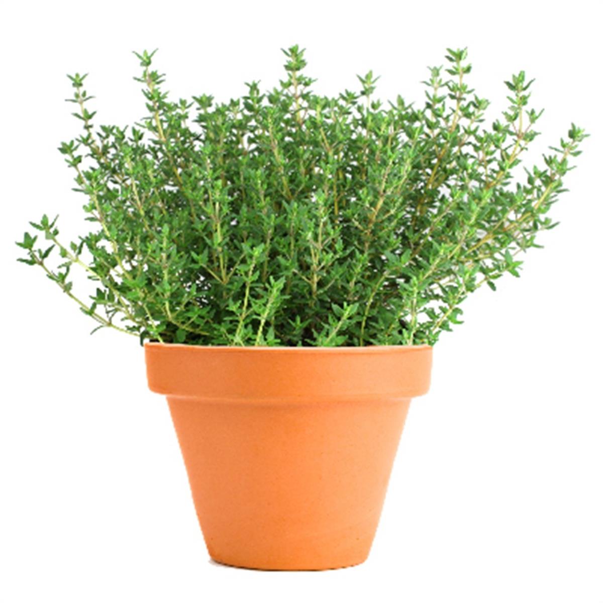 Thymus vulgaris compacta Dik Kekik fidesi