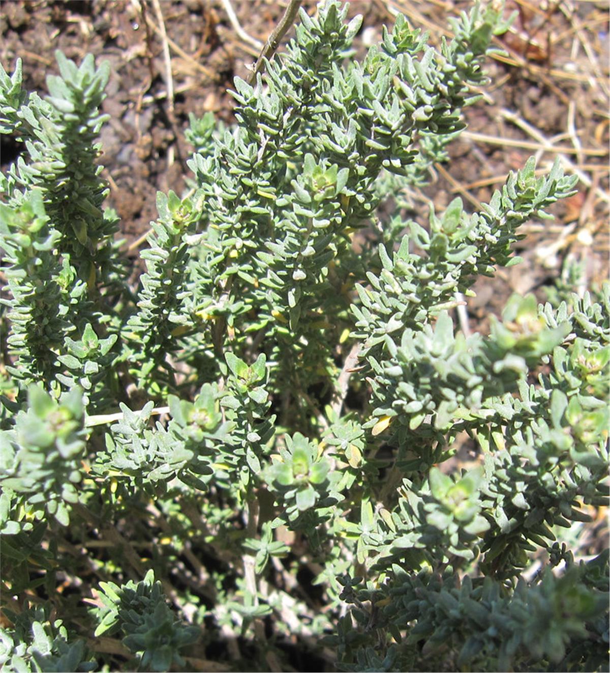 Thymus vulgaris İstanbul Kekiği