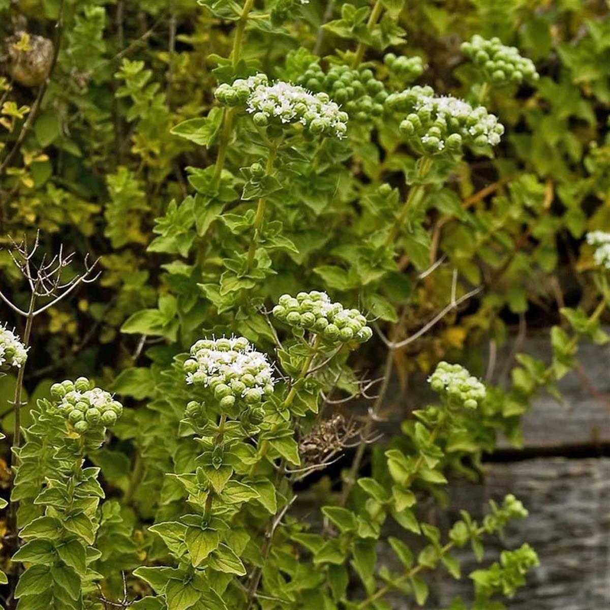 Thymus vulgaris İzmir Kekik fidesi