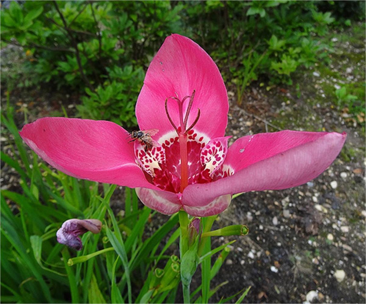 Tigridia pink / Kaplan çiçeğiMeksika Kabuk Çiçeği fidesi