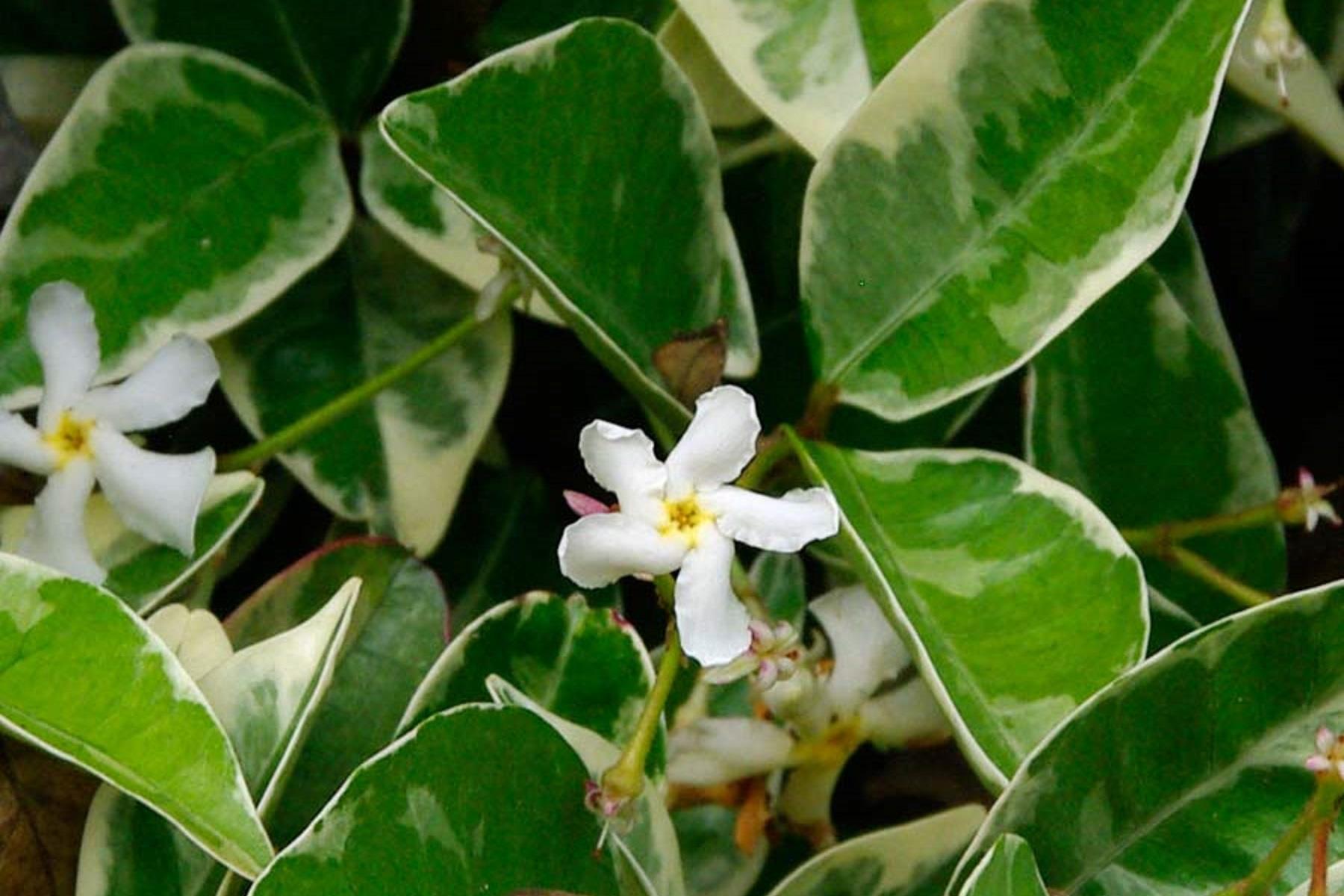 Trachelospermum jasminoides Variegatum Alaca Yapraklı Arap Yasemin fidanı