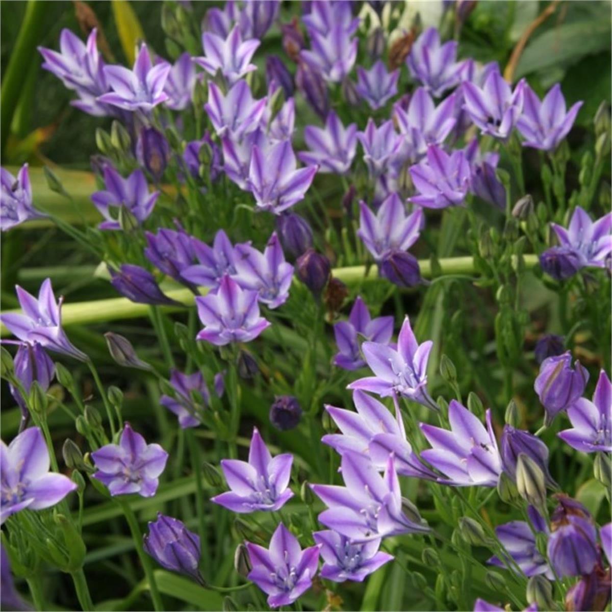 Triteleia rudy