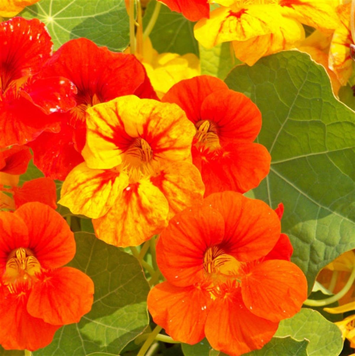 Tropaeolum majus Laden Nasturtium Latin çiçeği Hint Teresi fidesi