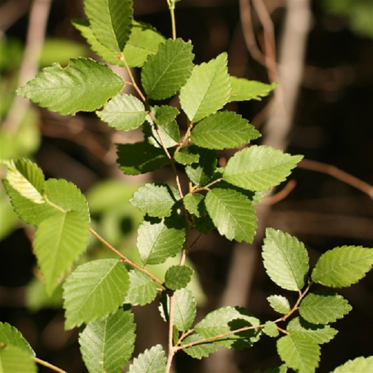 Ulmus pumila Sibirya Karaağaç fidanı
