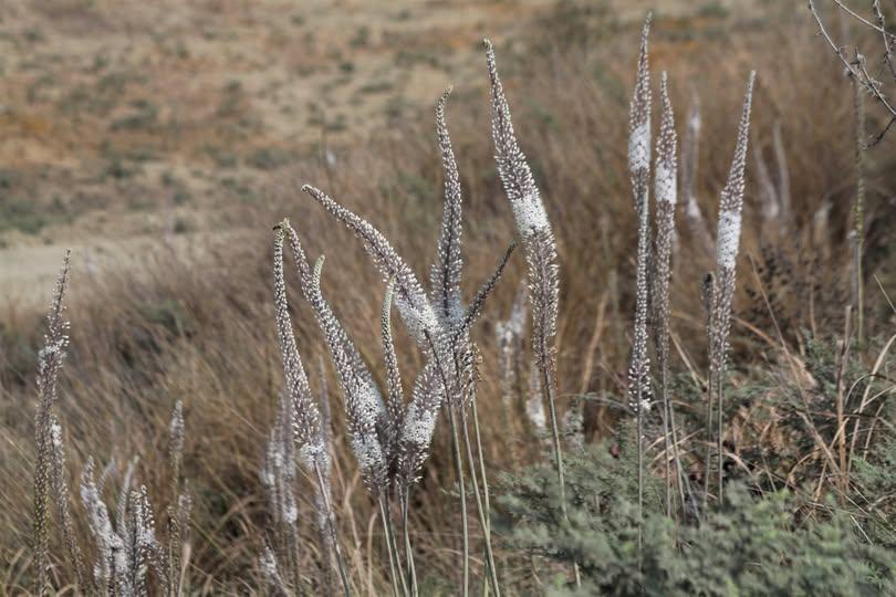 Urginea maritima Ada Soğanı