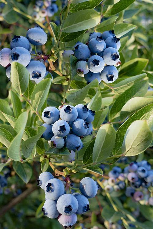 Vaccinium cor. Cargo Yaban Mersini Likapa fidan