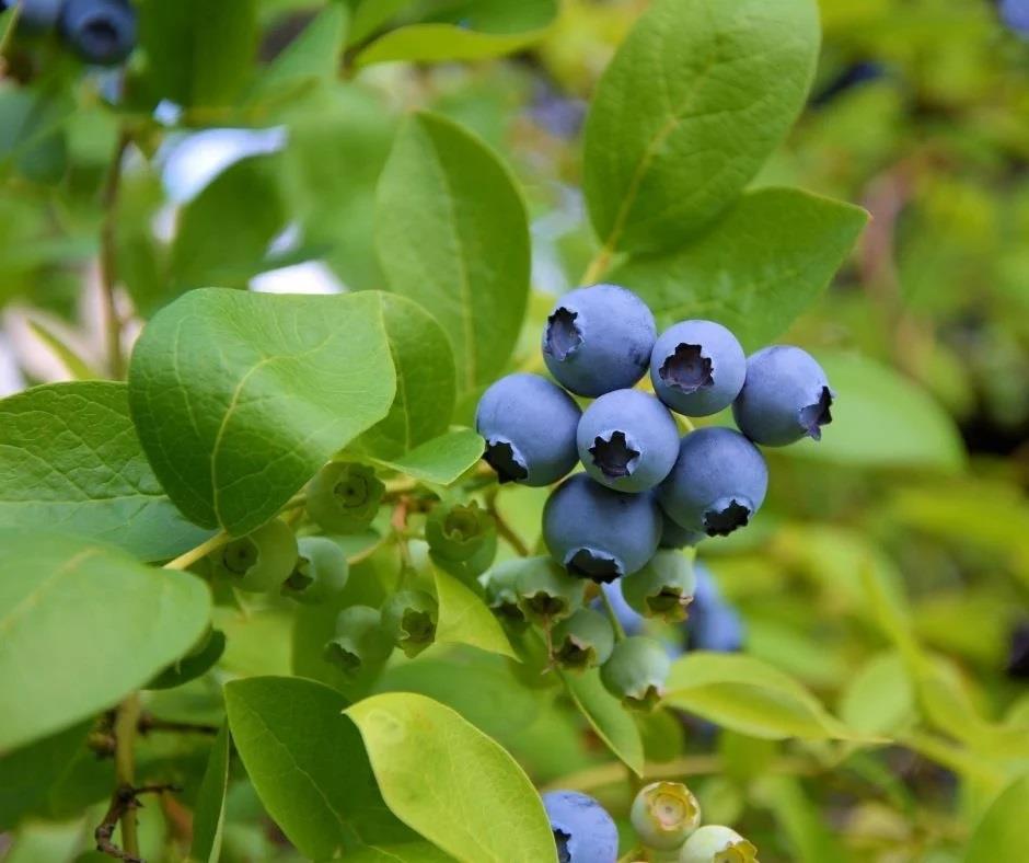 Vaccinium cor. Nelson Yaban Mersini Likapa fidan
