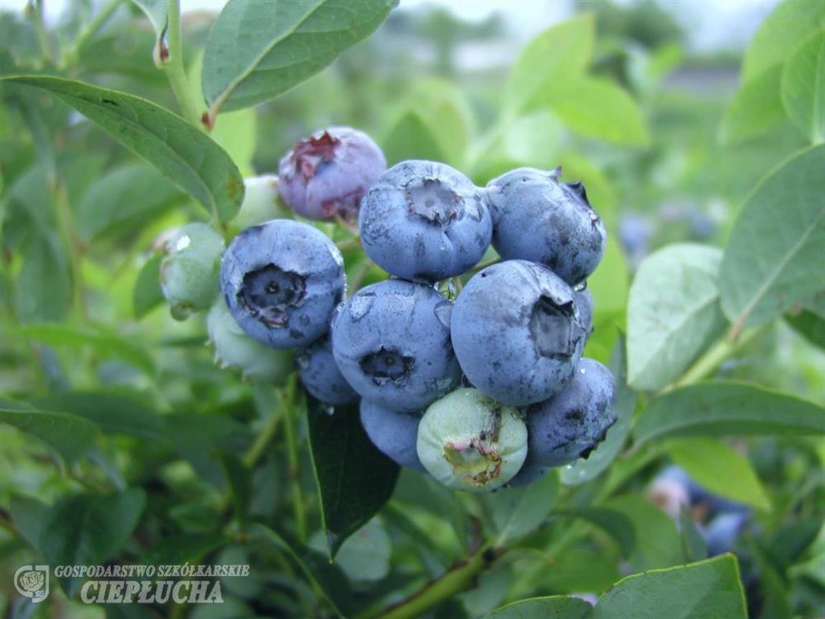 Vaccinium corymbosum Darrow Yaban Mersini Likapa fidanı