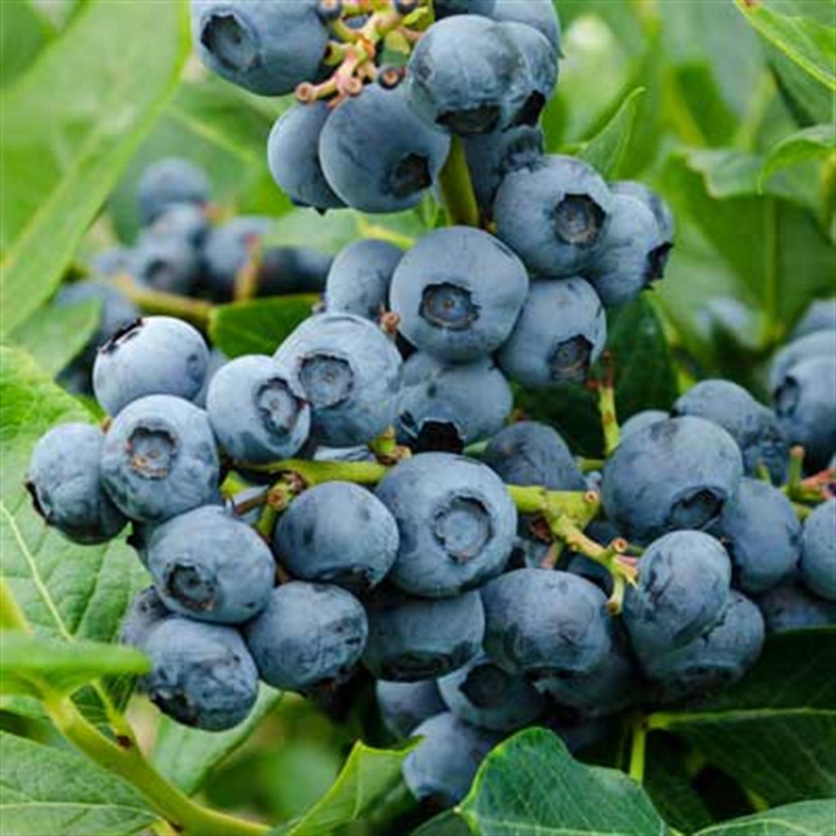 Vaccinium corymbosum Duke Yaban Mersini Likapa fidanı