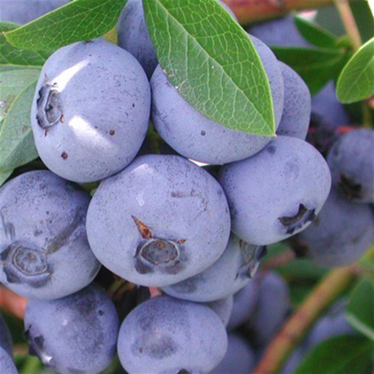 Vaccinium corymbosum Goldtraube Yaban Mersini fidanı