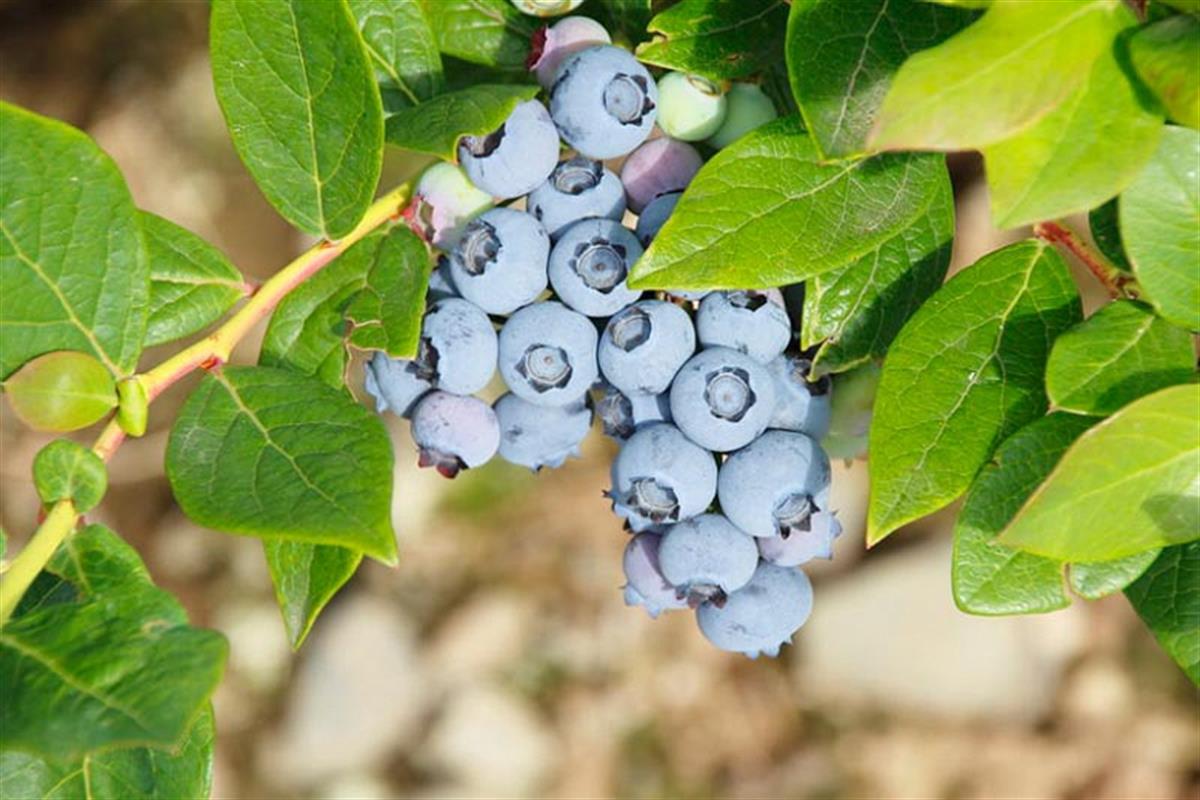 Vaccinium corymbosum Toro Yaban Mersini Likapa fidanı
