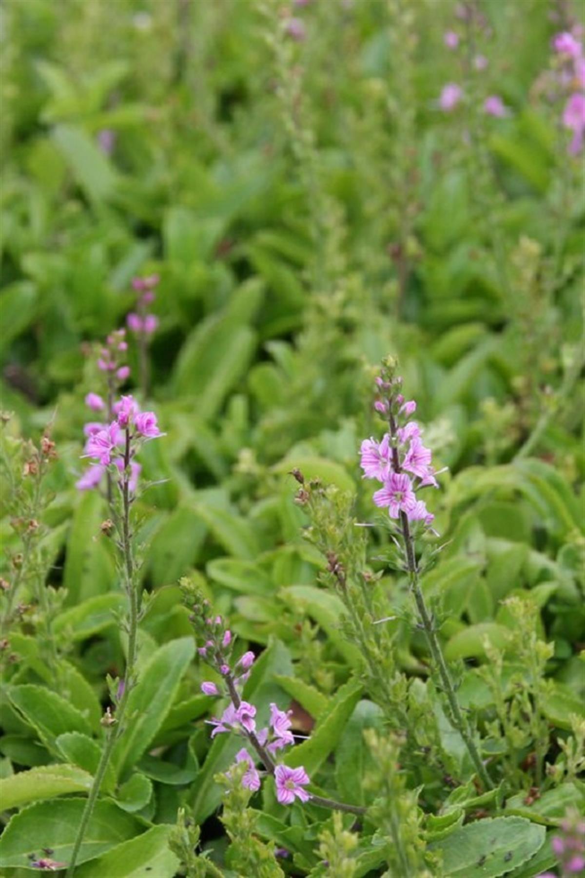 Veronica cantiana Kentish Pink pembe yavşan otu fidesi