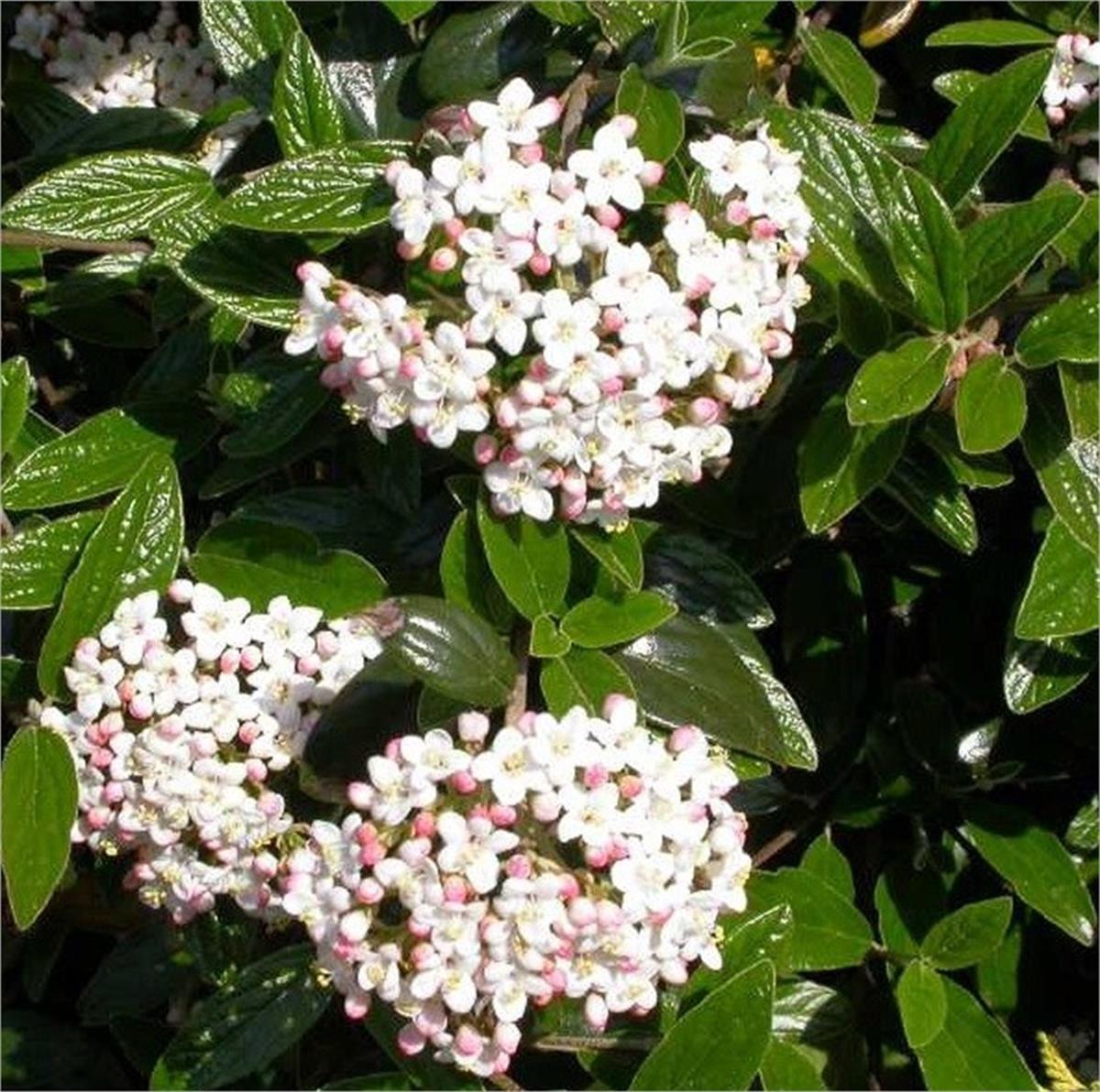 Viburnum burkwoodii kokulu kartopu fidanı