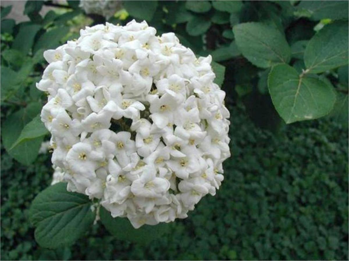 Viburnum carlcephalum Fragrant Kartopu fidanı