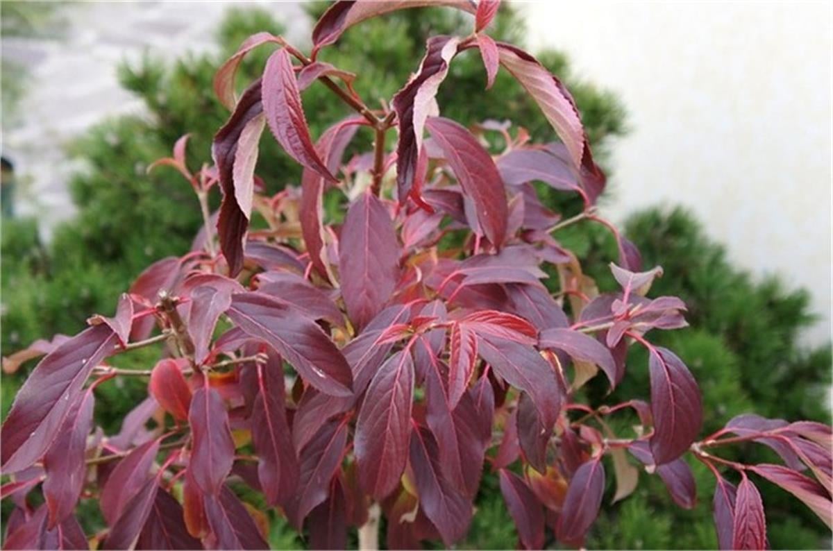 Viburnum hillieri Winton Kartopu fidanı